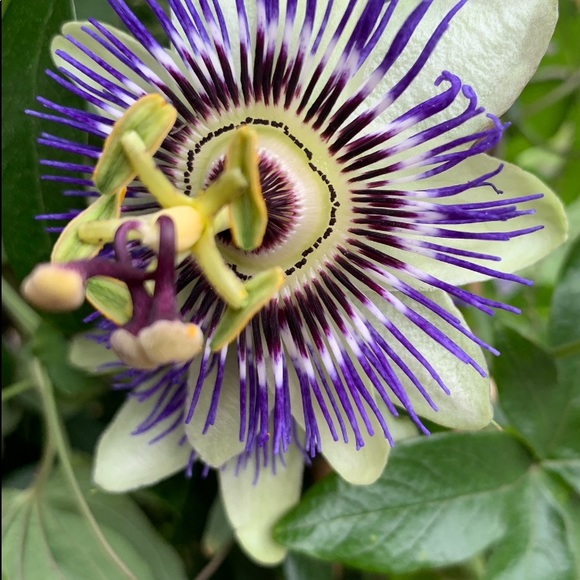 Meet your POSH AMBASSADOR,  Merle: - Picture 5 of 8